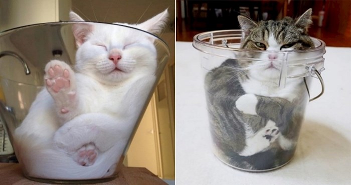 20 mačaka koje odmaraju u staklenim zdjelama i baš ih briga
