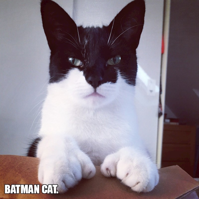 6. Maca koja izgleda kao Batman