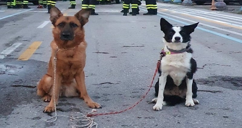 I oni su junaci: potražni psi koji traže preživjele pod ruševinama