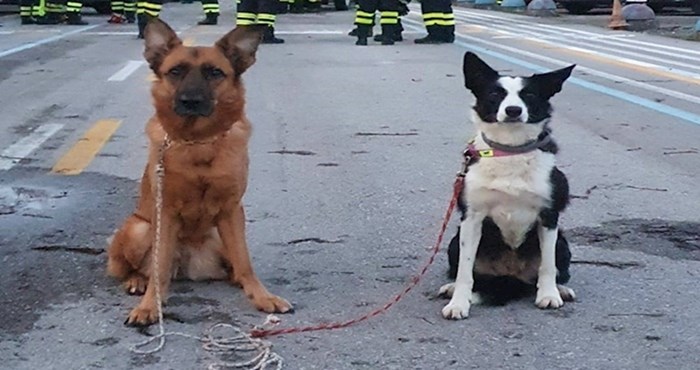 I oni su junaci: potražni psi koji traže preživjele pod ruševinama