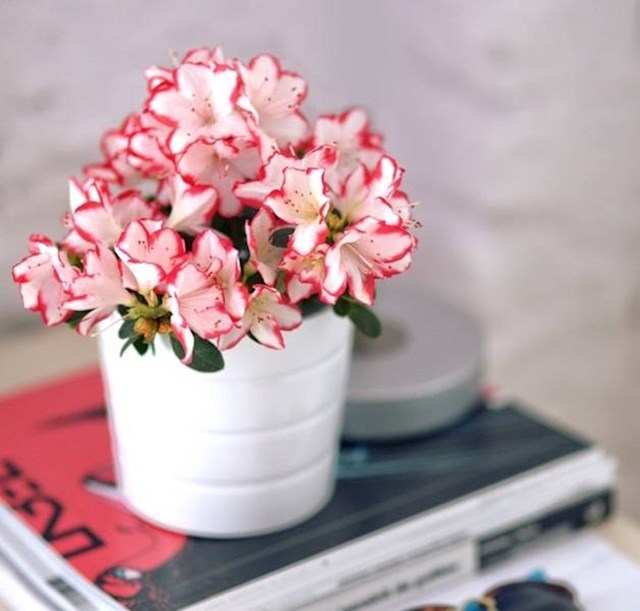 9. Azalea