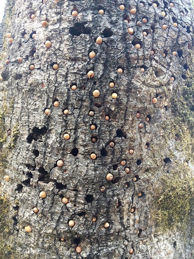 3. Vjeverice spremaju žireve u rupe koje su napravili djetlići