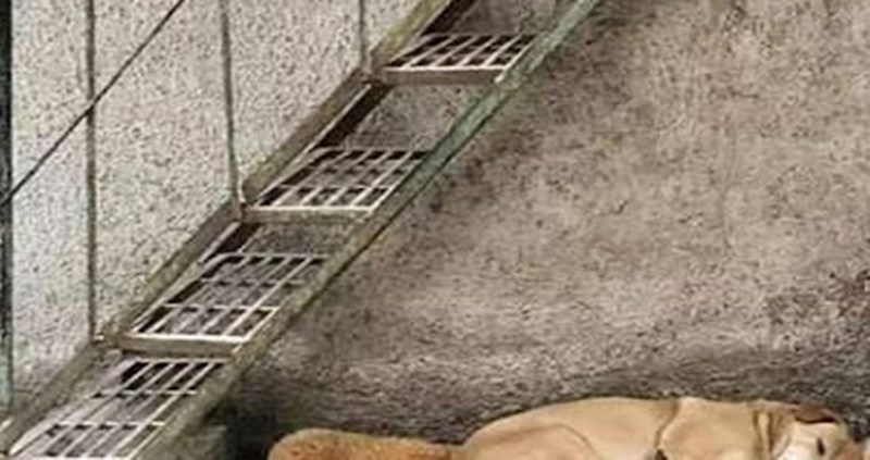 Bio je nečije smeće, a sad je najveće blago koje ovaj pas ima