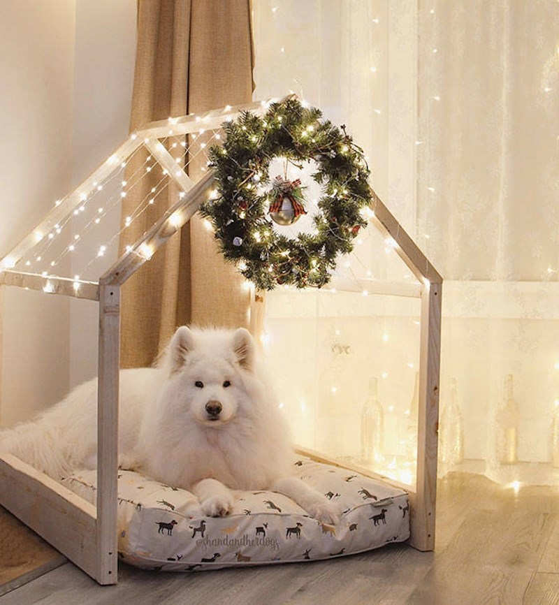 14. Napravio je krevetić iz snova za njezinog psa