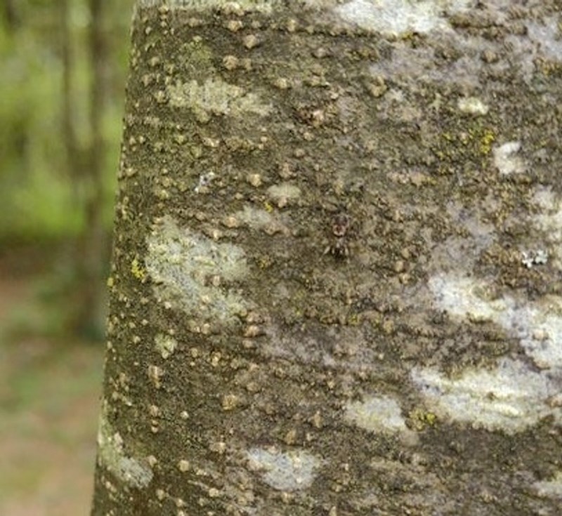12. "Slikala sam pauka, ali to sam skužila tek kad sam došla doma..."