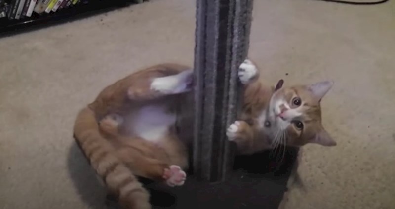 VIDEO Urnebesne mačke koje se glupiraju pod utjecajem mačje metvice