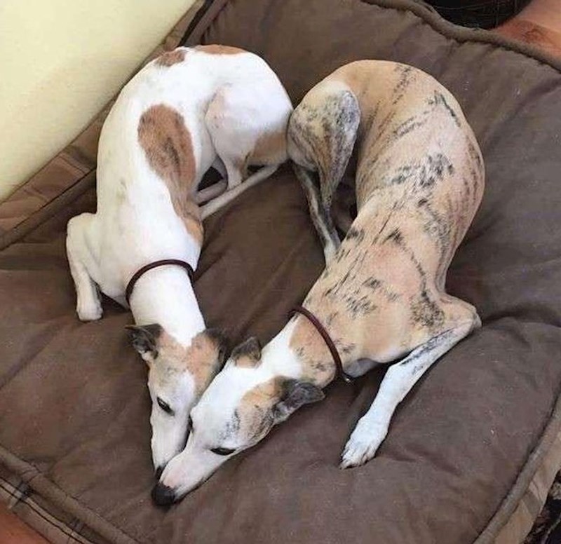 5. Dva psa su formirala srce dok su se mazila