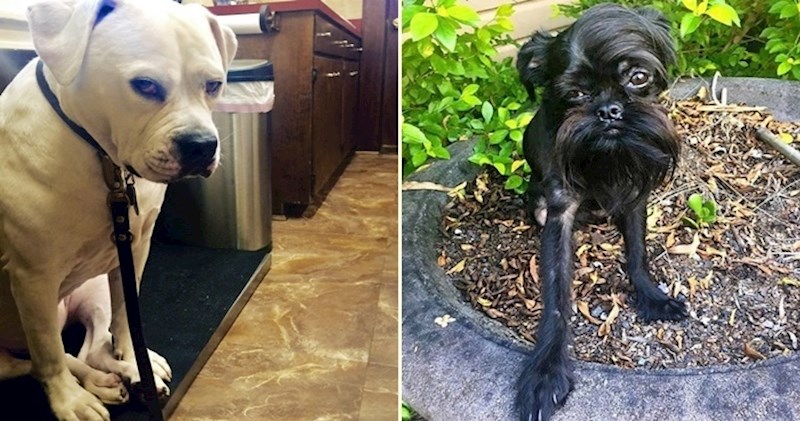 Presmiješni psi koji su svojim vlasnicima uputili neodobravajuće poglede