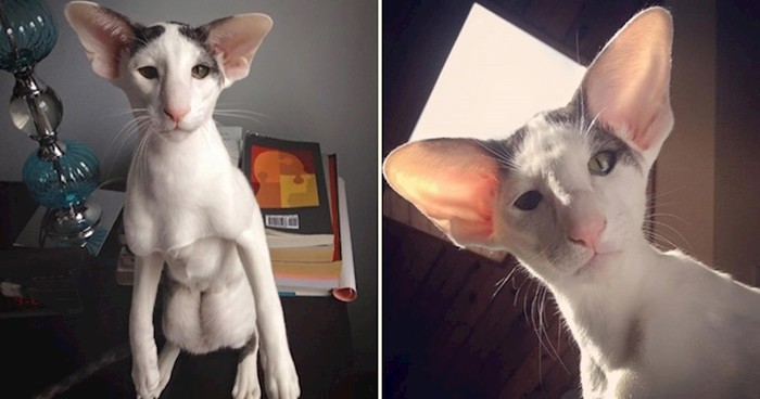 Simpatični mačak koji neodoljivo podsjeća na vilenjaka Dobbyja
