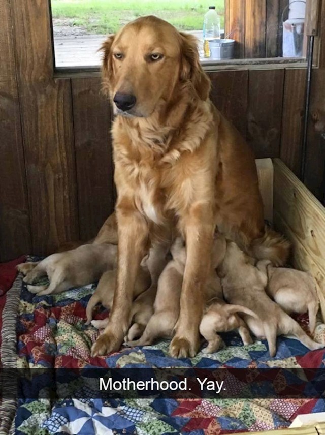 6. Majčinstvo...jupi!