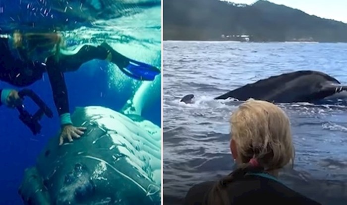 VIDEO Pogledajte kako je kit spasio znanstvenicu od opasnog morskog psa