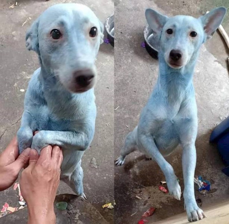 5. Ovaj je tata svog psa umjesto šamponom oprao bojom za kosu...