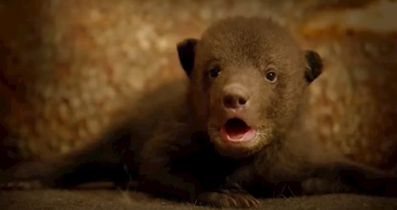 VIDEO 15 preslatkih mladunaca koji će vam rastopiti srce
