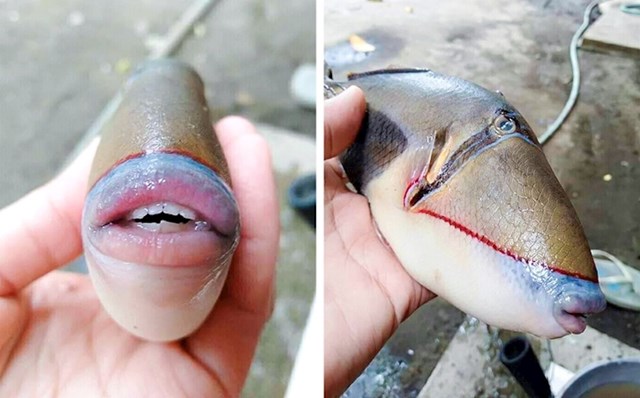 2. Ribar je na svojem Twitteru podijelio fotografiju ove vrlo neobične ribe koju je izvukao iz oceana.