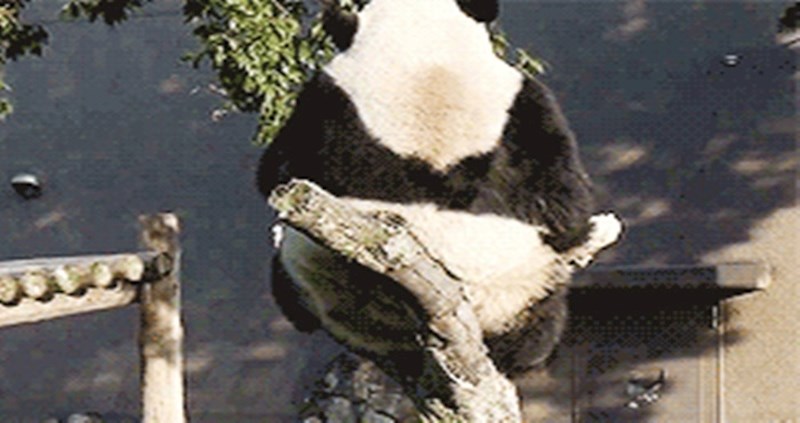 Simpatičnu pandu je u opuštanju prekinula urnebesna nezgoda