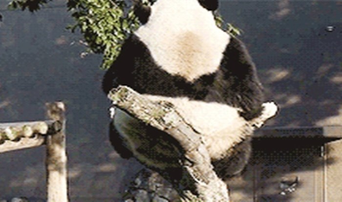 Simpatičnu pandu je u opuštanju prekinula urnebesna nezgoda