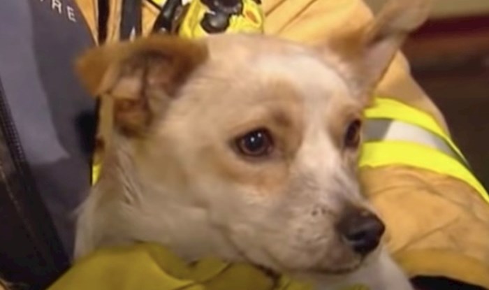 VIDEO Hrabri pas ostao je u gorućoj kući svojim tijelom štititi 4 mačića i spasio im život