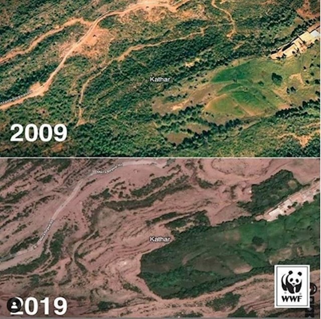 3. Šume diljem svijeta kao i njihovi stanovnici naprosto nestaju.