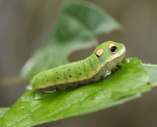 Preslatka gusjenica.