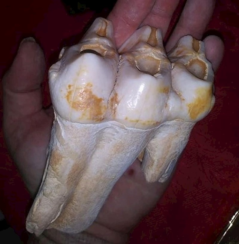 4. Pronašao je zub izumrle vrste mamuta u blizini svoje kuće.