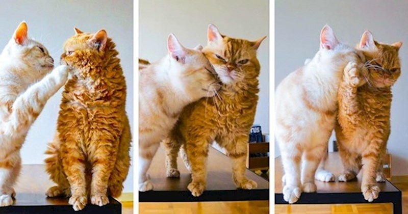 Ono kad ne želiš priznati da ti se netko sviđa...