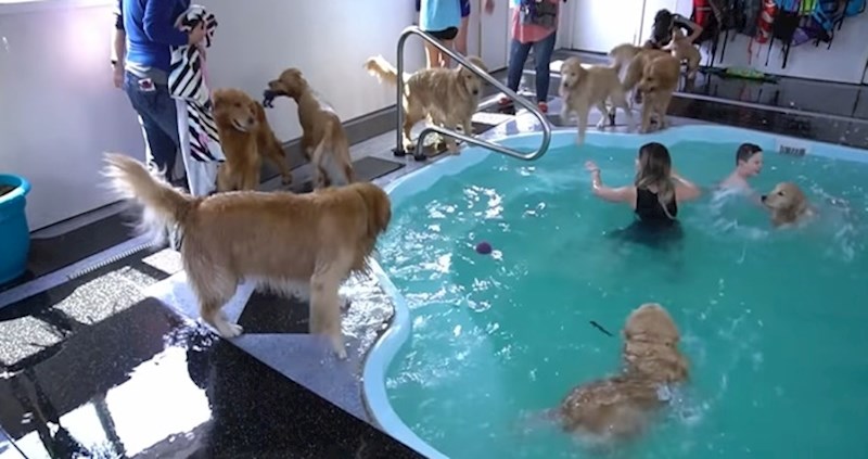 VIDEO Rastopit ćete se kad vidite kakvu su zabavu na bazenu vlasnici priredili svojim psima