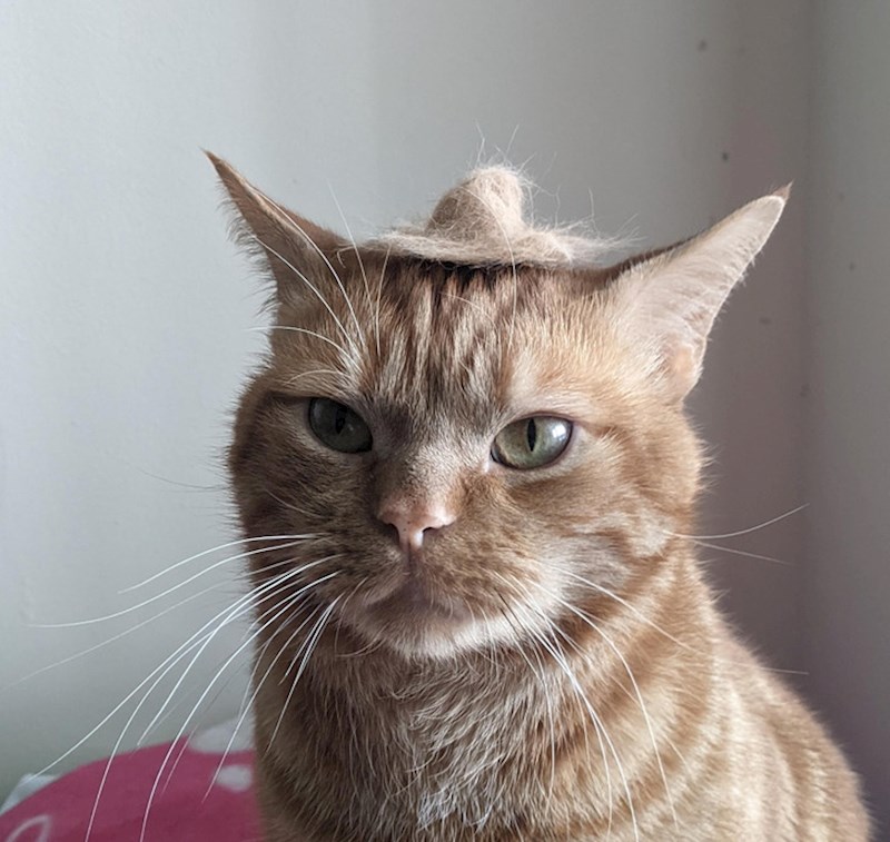 3. Napravio je mački šeširić od ostataka njezine dlake