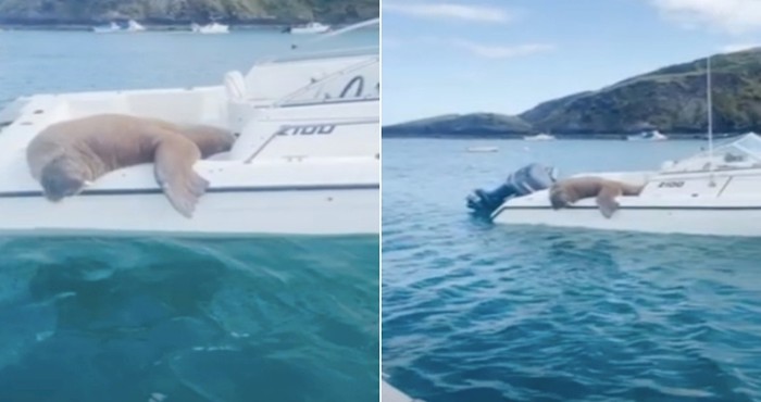 VIDEO Luckasti morž Wally već danima gnjavi nautičare u malom zaljevu u Irskoj