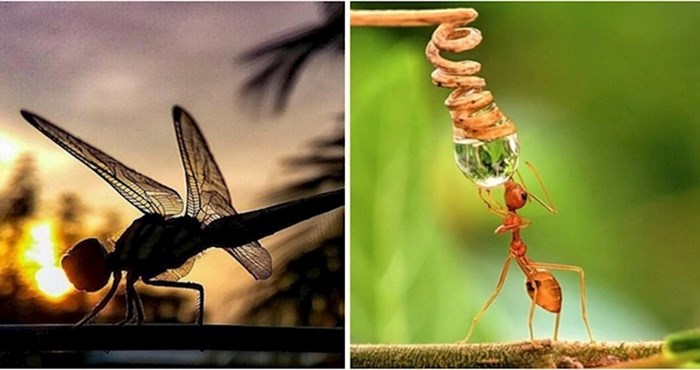 Mladi Indijac pametnim telefonom snima genijalne makro fotke insekata