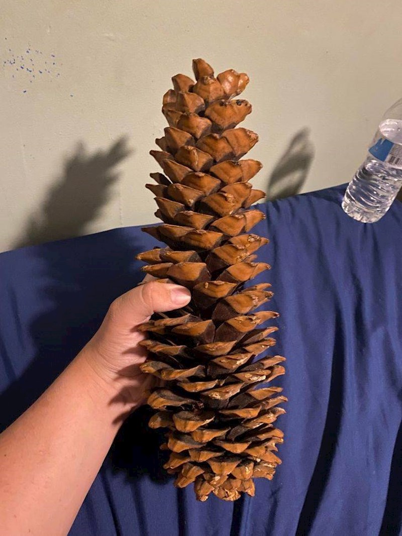 11. Nevjerojatno velik češer