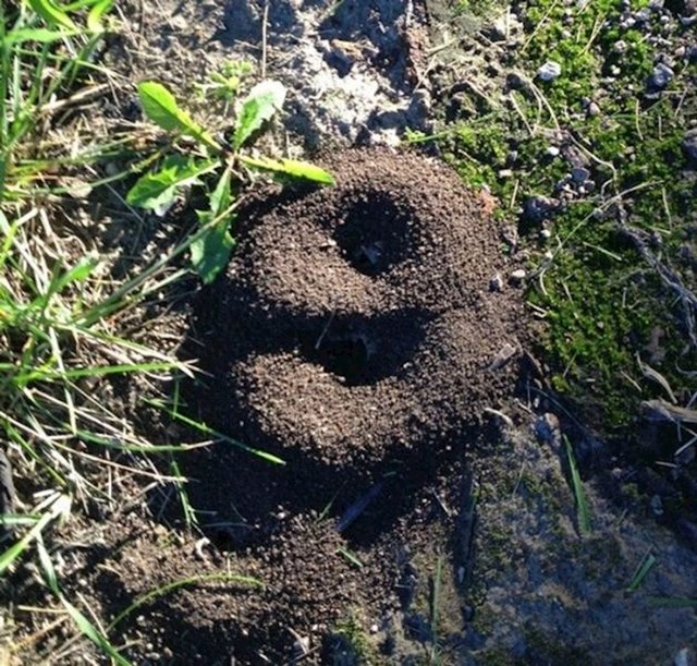 4. Mravinjak u obliku broja 9
