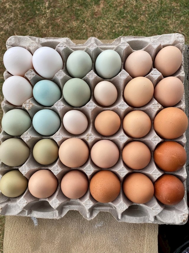 15. Jaja različitih boja