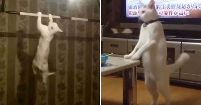 VIDEO Urnebesne mačke koje se obožavaju ponašati kao ljudi