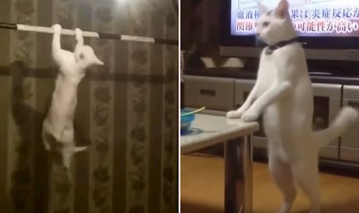 VIDEO Urnebesne mačke koje se obožavaju ponašati kao ljudi