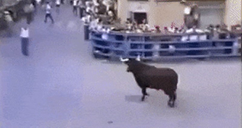 Izgledalo je kao da će ga bik napasti, ali onda se dogodilo nešto nevjerojatno