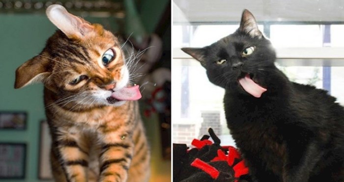 18 čudnih fotki mačaka koje izgledaju kao da su u kvaru