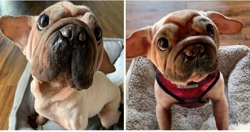 Preslatki psić koji izgleda kao beba Yoda spašen iz kineske klaonice