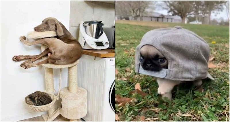 19 smiješnih fotki pasa s kojima nešto definitivno nije u redu