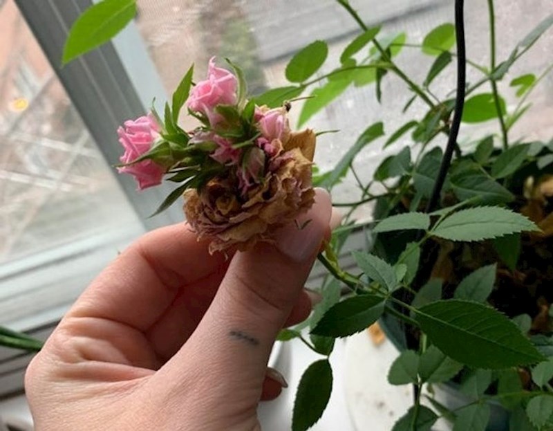 Dvije malene ružice koje rastu iz velike osušene ruže.