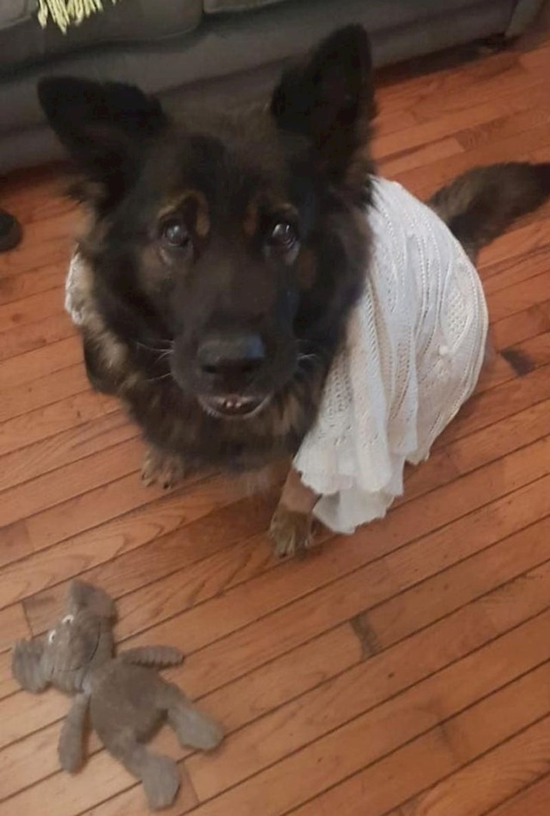 4. Ima 17 godina, a ovo je njezina  prva plišana igračka koju je dobila još kao štene