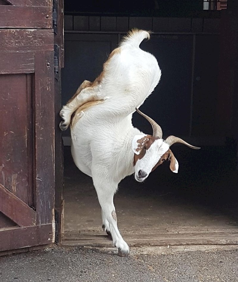15. "U našem smještaju bila je jedna simpatična koza."