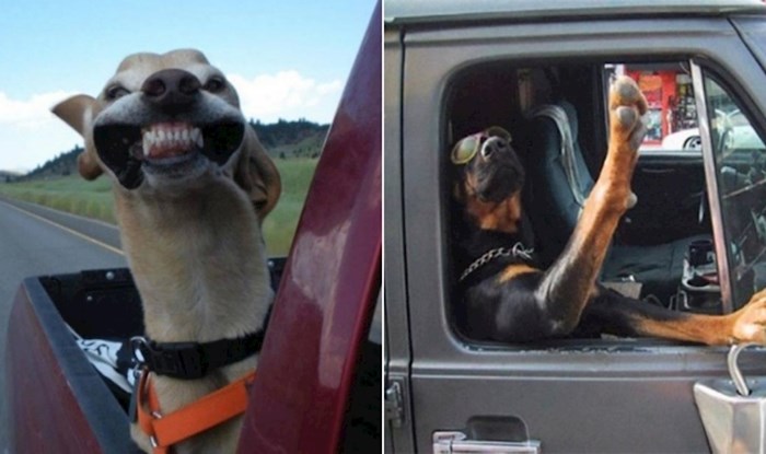 20+ smiješnih fotki pasa koji su rođeni za život na kotačima