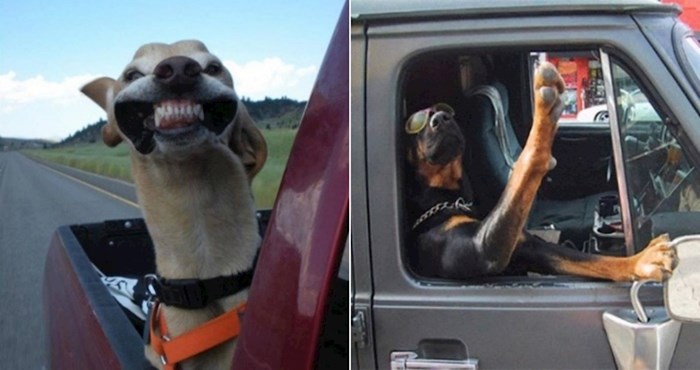 20+ smiješnih fotki pasa koji su rođeni za život na kotačima