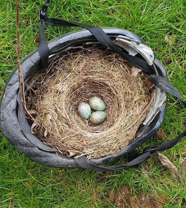 7. Ptice su napravile gnijezdo u biciklističkoj kacigi