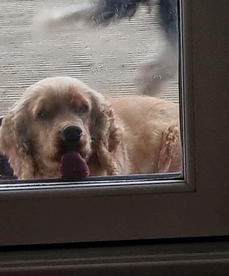 8. Obožava lizati staklo i ovako nas nasmijavati