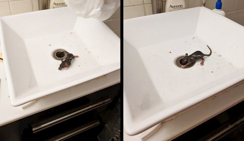 16. Nekome je beba štakora došla u kupaonu kroz kanalizaciju