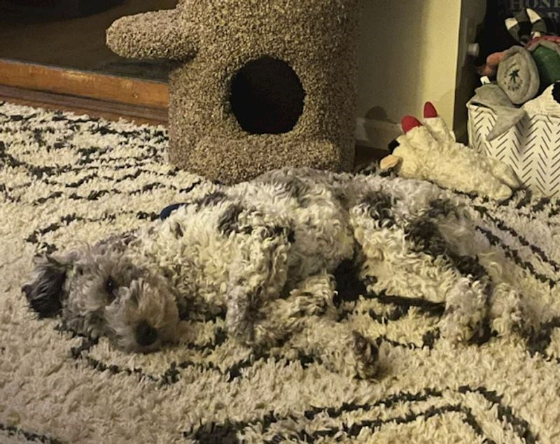 17. Pas je postao tepih