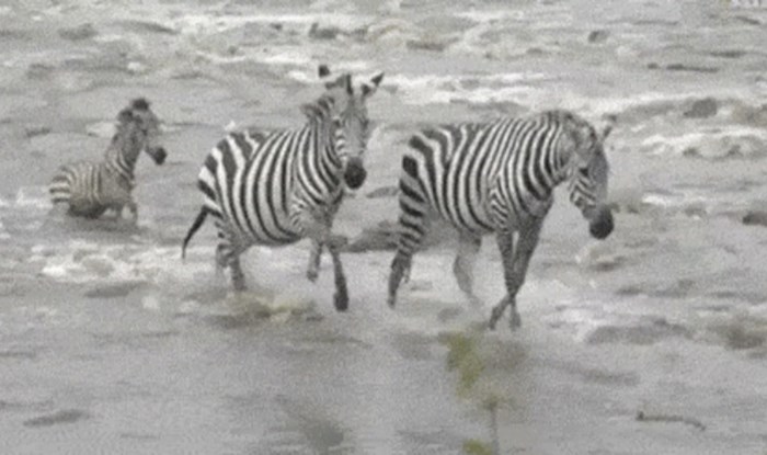 Mladunac zebre za dlaku je izbjegao napad predatora, ovo je nevjerojatno