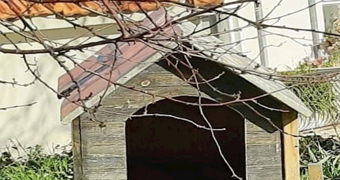 U Dalmaciji je uvijek sve naopako, pogledajte tko se smjestio u kućicu za psa