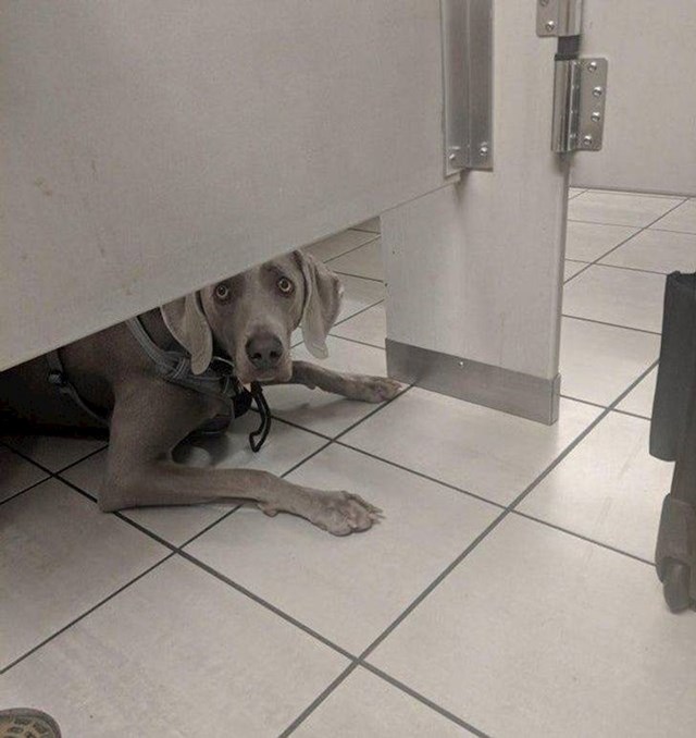 18. "Ovaj pas me gledao cijelo vrijeme dok sam bila na wc-u."